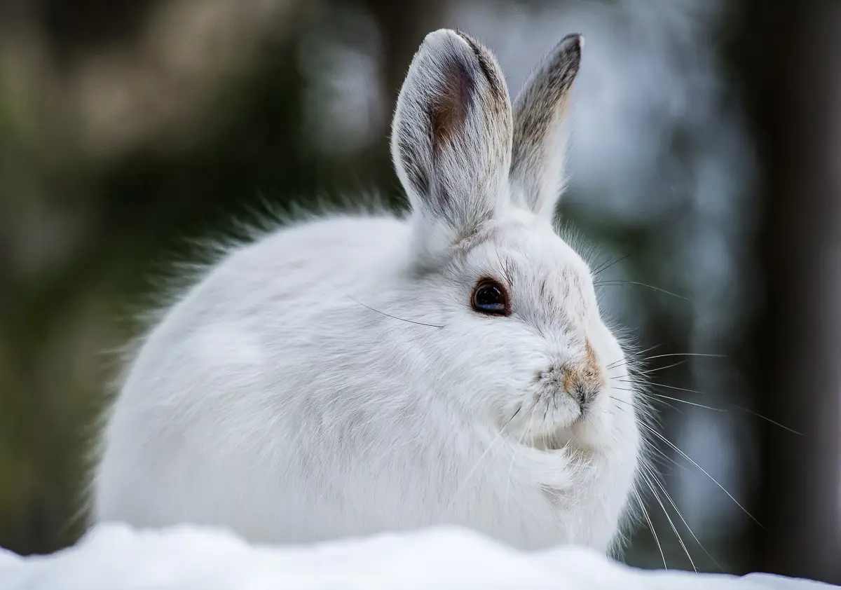 Snowshoe Hare in Rocky Mountain National Park